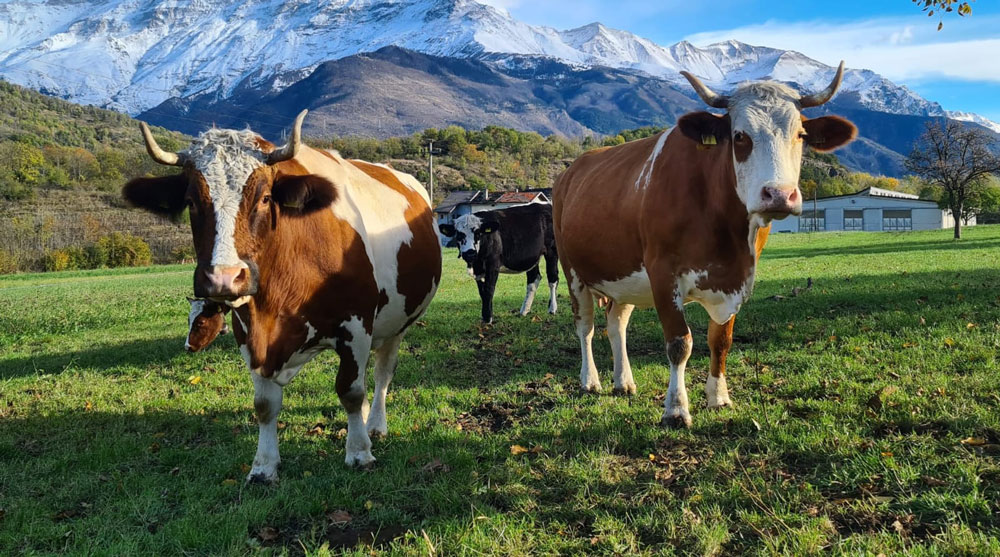 F.Lli Cibrario Soc. Semplice Agricola — foto 3