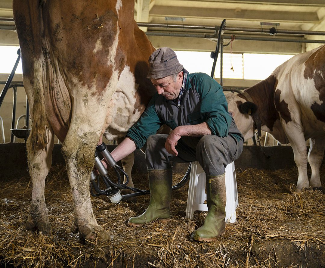 F.Lli Cibrario Soc. Semplice Agricola — foto 5